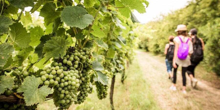 Mangialonga-Picena-2018 Mangialonga Picena 2018Mangialonga Picena 2018