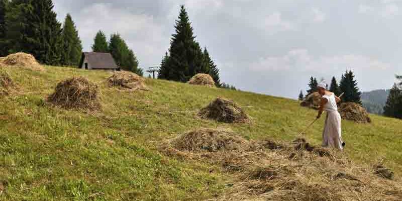 Sutrio_Fasjn la mede