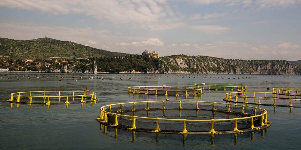 allevamenti_a_mare-pesce_made_in_italy acquacoltura pesce made in italy