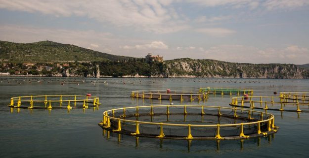 acquacoltura pesce made in italy