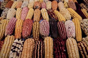 Le varietà di mais del Perù