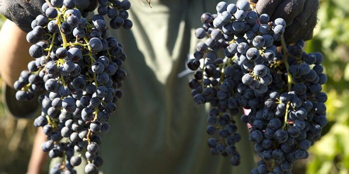 vendemmia-a-castiglion-del-bosco Vendemmia a Castiglion del Bosco