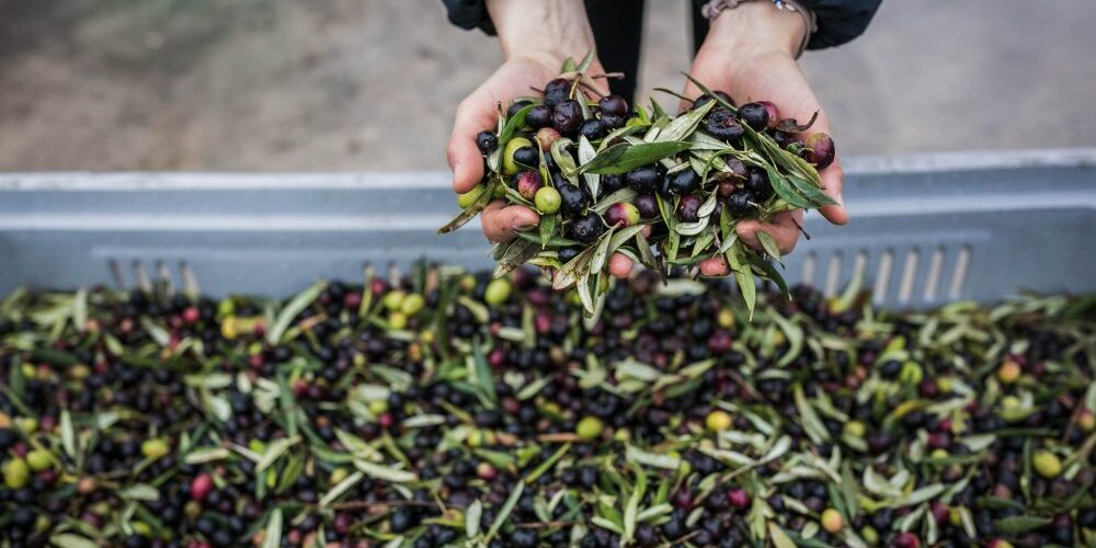 Frantoi aperti 2018 in umbria