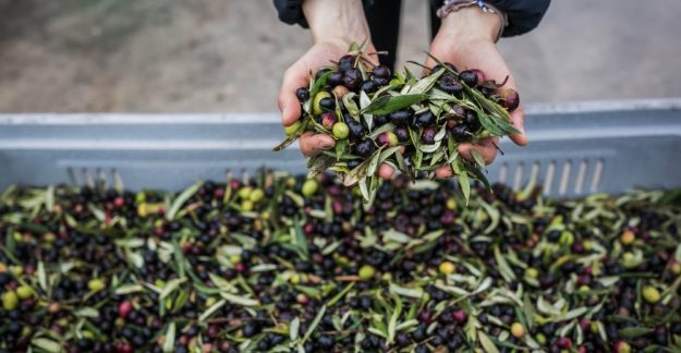 Frantoi aperti 2018 in umbria