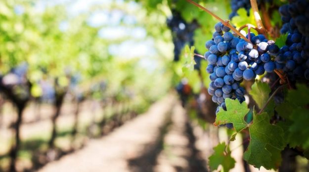 vendemmia 2018