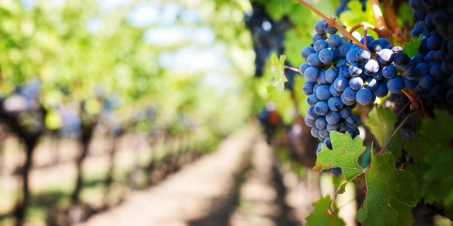 vendemmia 2018