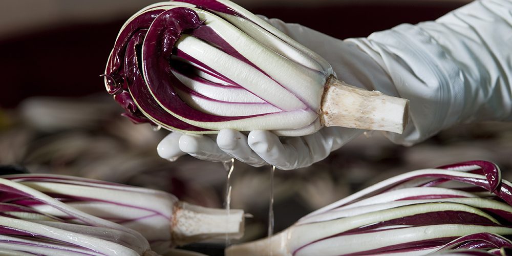 la secolare Mostra del Radicchio - Treviso