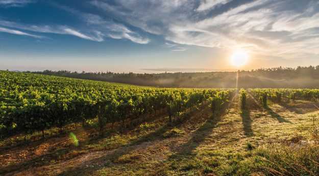 La mineralità nel vino è una percezione tattile