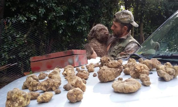 "il tartufo di diamante" a Mauro Greco