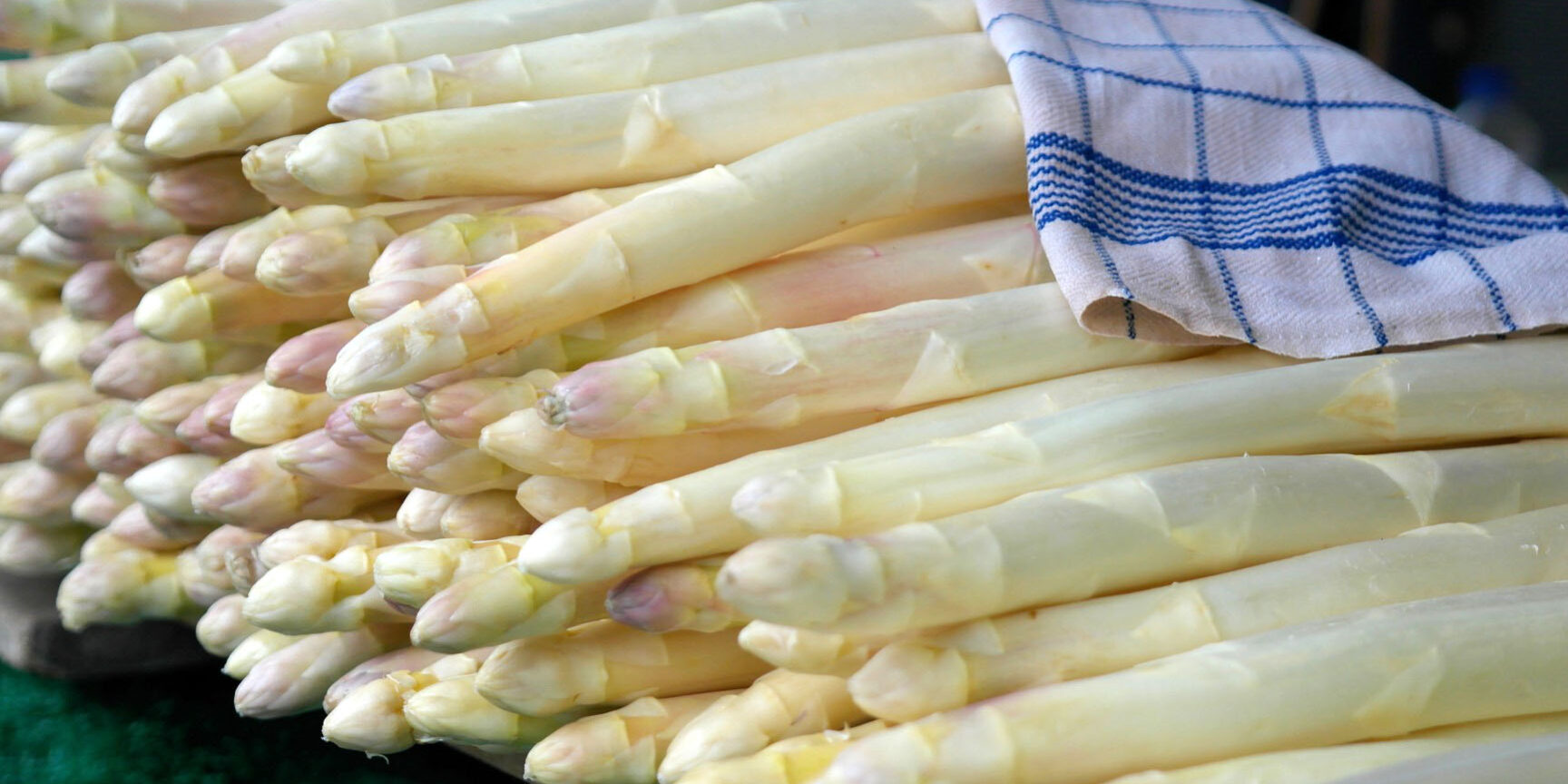 asparagorgo asparagorgo - gorgo di latisana