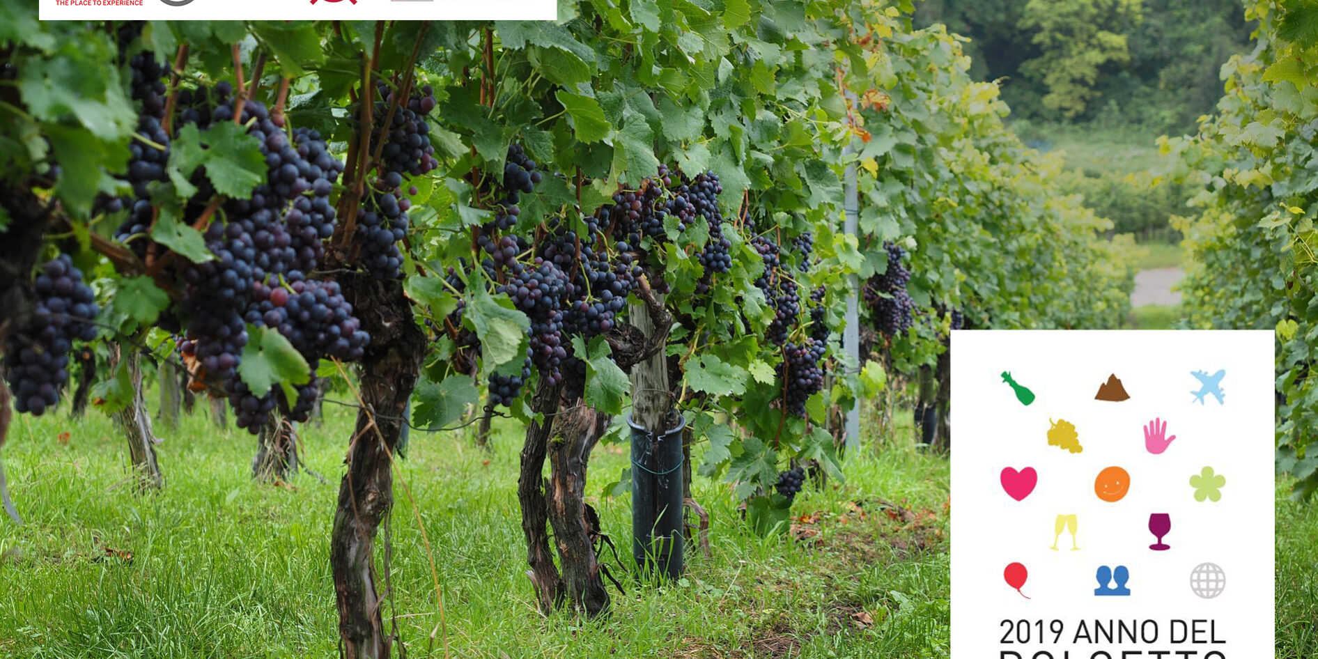dolcetto eccellenza vinicola 2019