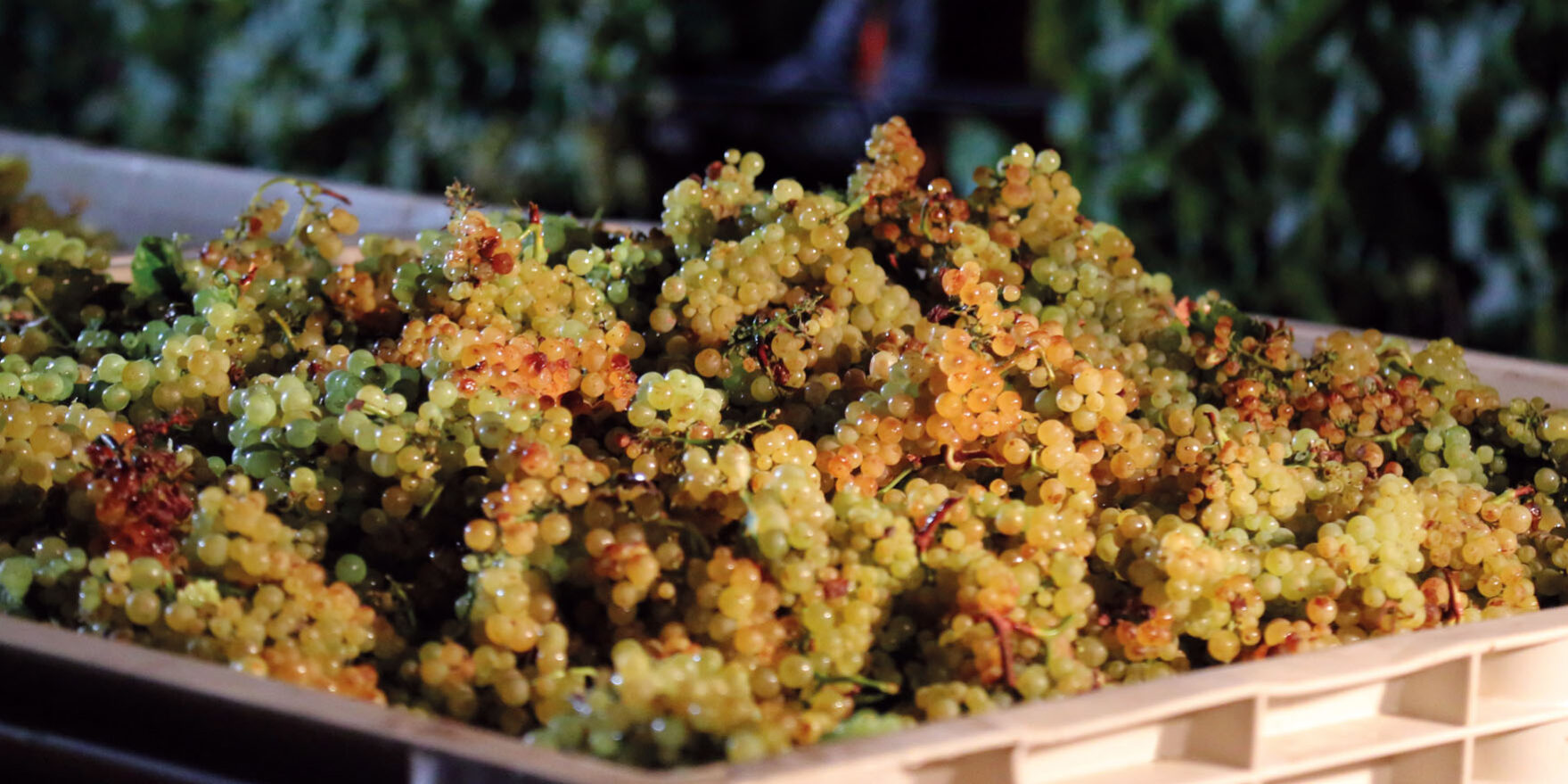 chardonnay raffinata freschezza