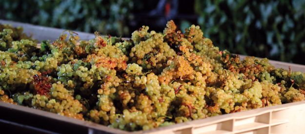 chardonnay raffinata freschezza