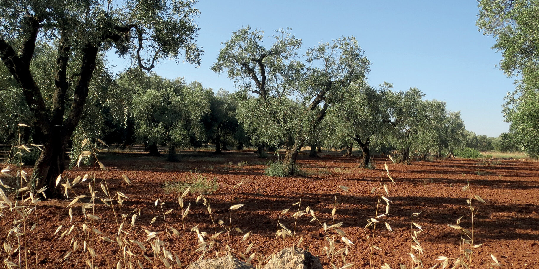 olio extravergine di oliva olio extravergine di oliva: l'oro della puglia