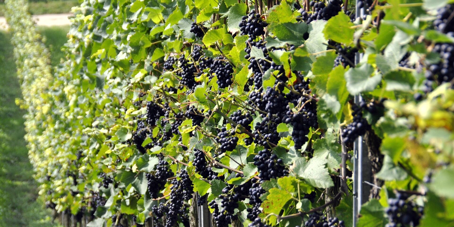 vini naturali vini naturali in anfora i preferiti tra i millenials