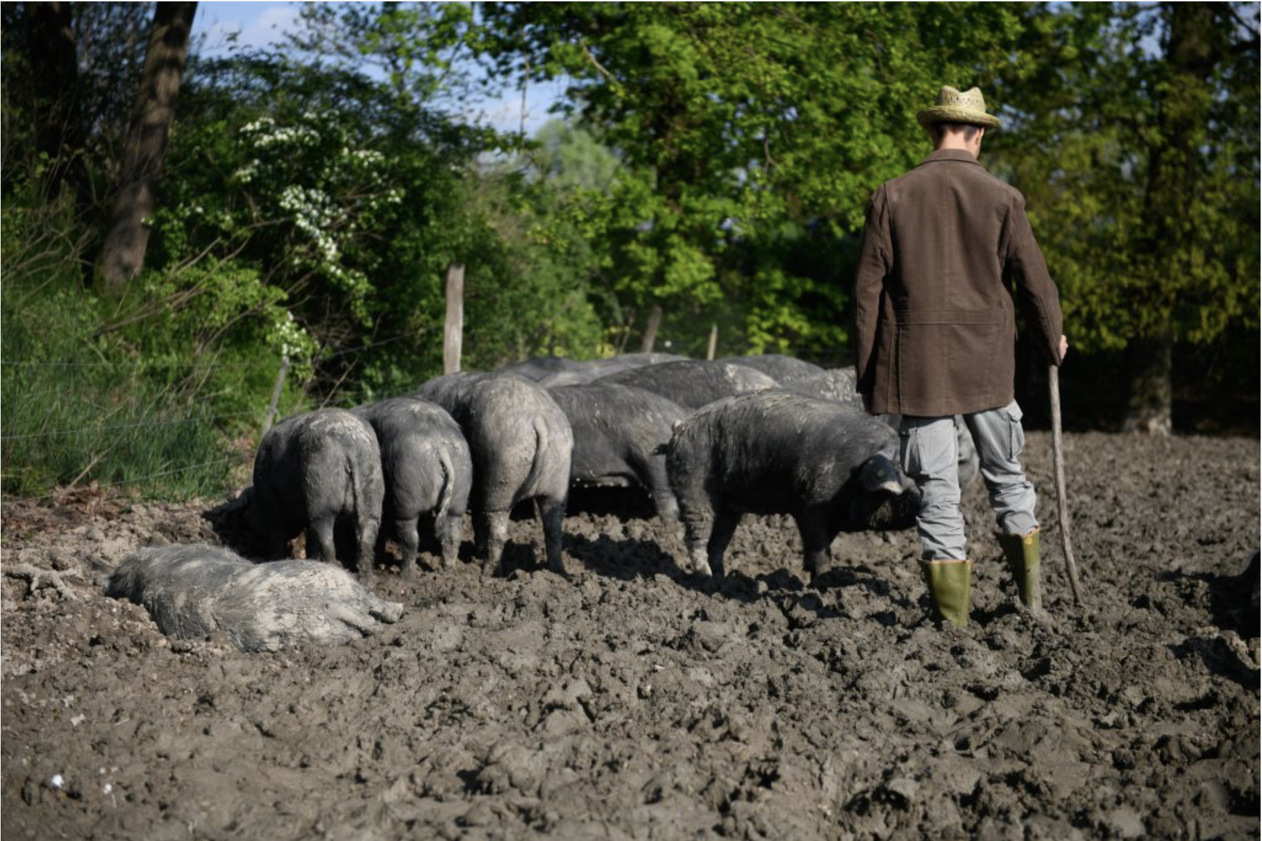 maiale e culatello - alla ricerca del porcaro