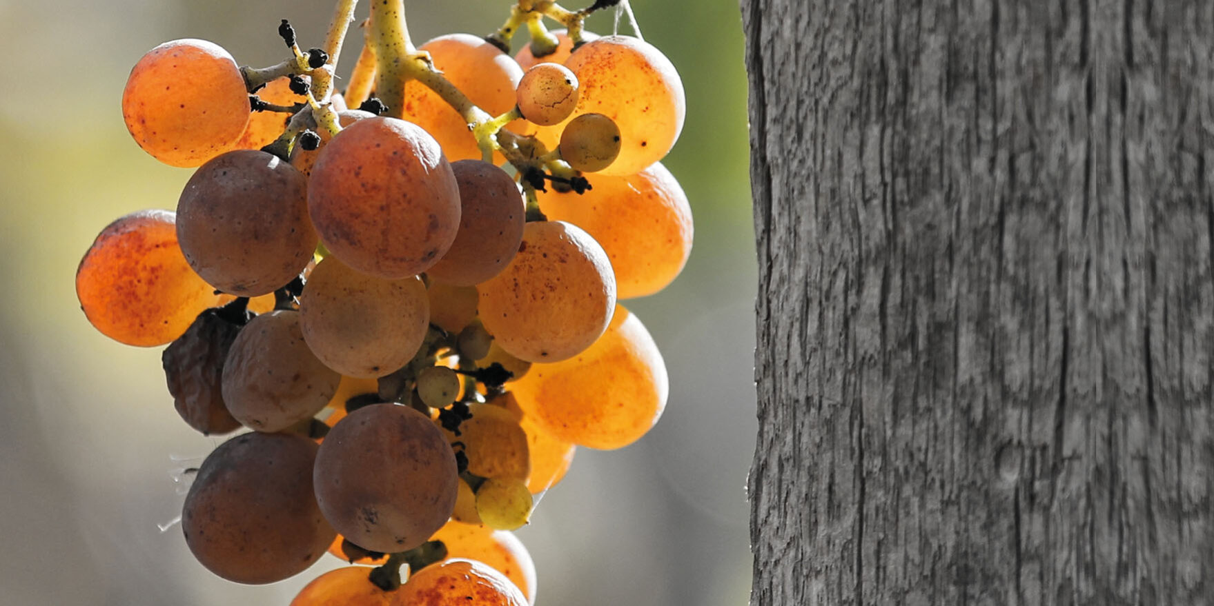 Vini naturali: esistono davvero?