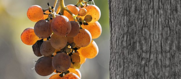 Vini naturali: esistono davvero?