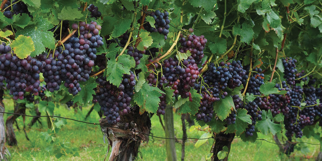 Pinot Nero, il bisbetico domato