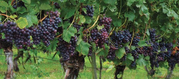 Pinot Nero, il bisbetico domato