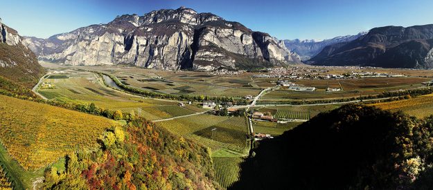 Dalis Dalis, rosato del Teroldego