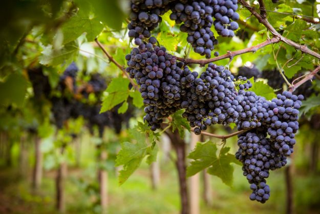 Cantina Tollo - Montepulciano d’Abruzzo Dop Riserva