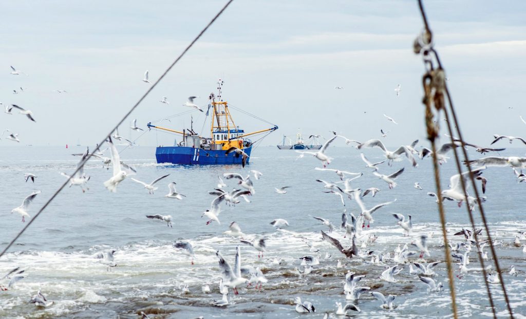 Pesca sostenibile: il report di MSC