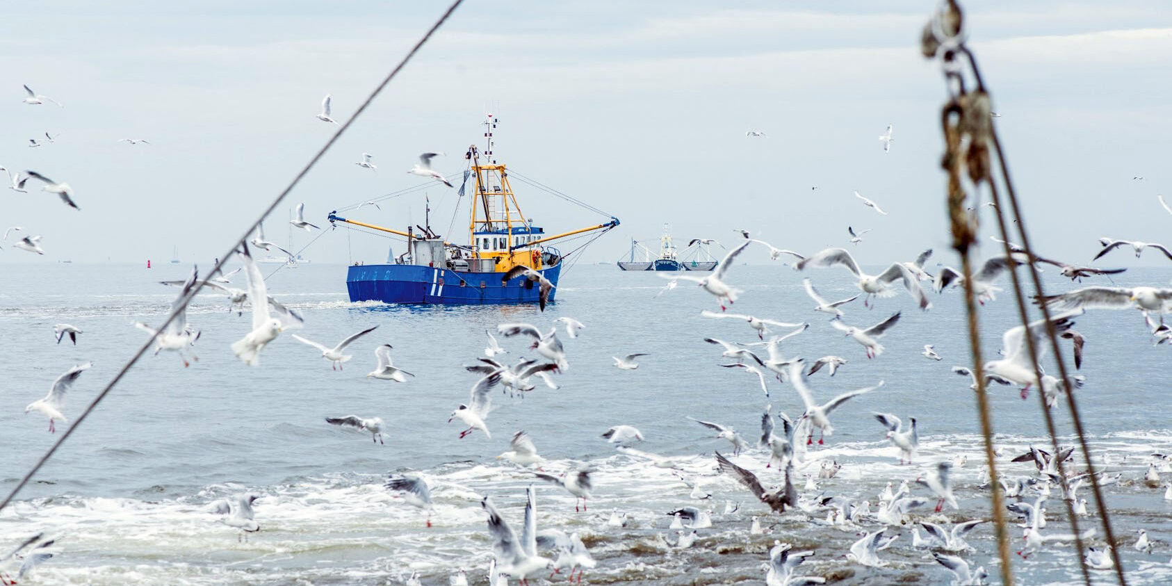 Pesca sostenibile: il report di MSC