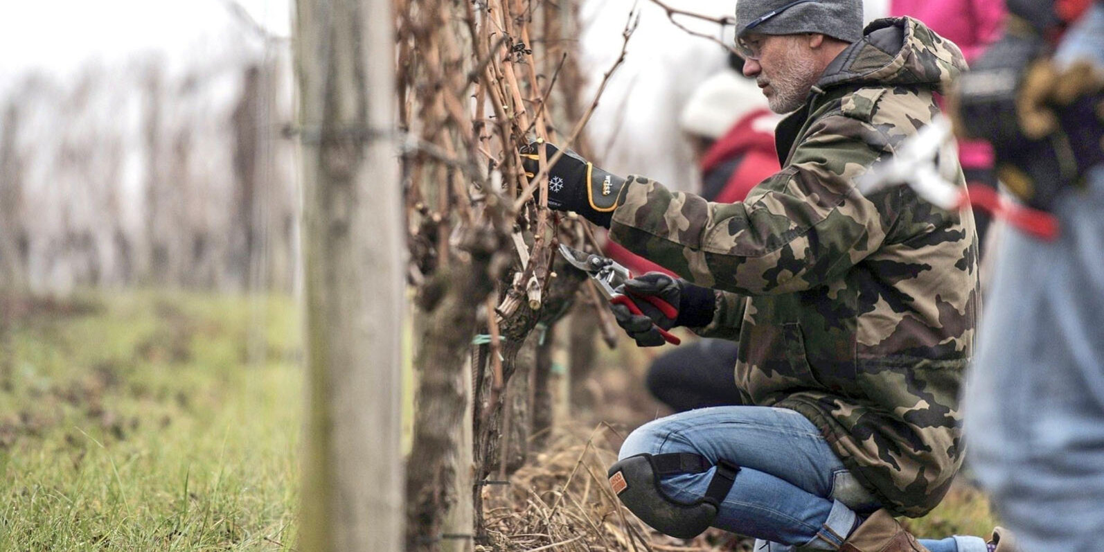 Scuola di Potatura delle Viti