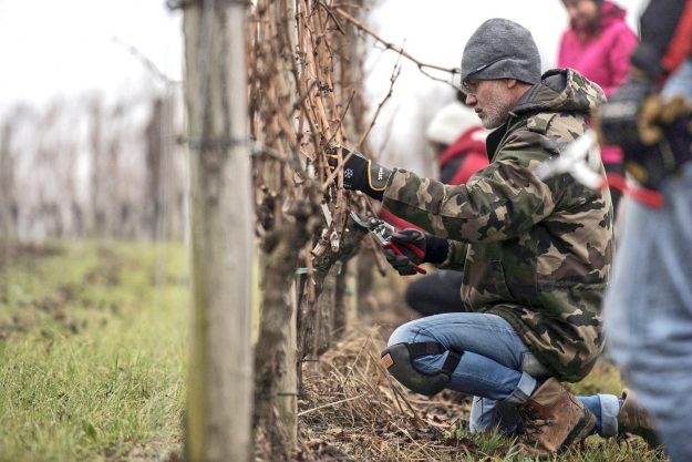 Scuola di Potatura delle Viti Scuola di Potatura delle Viti