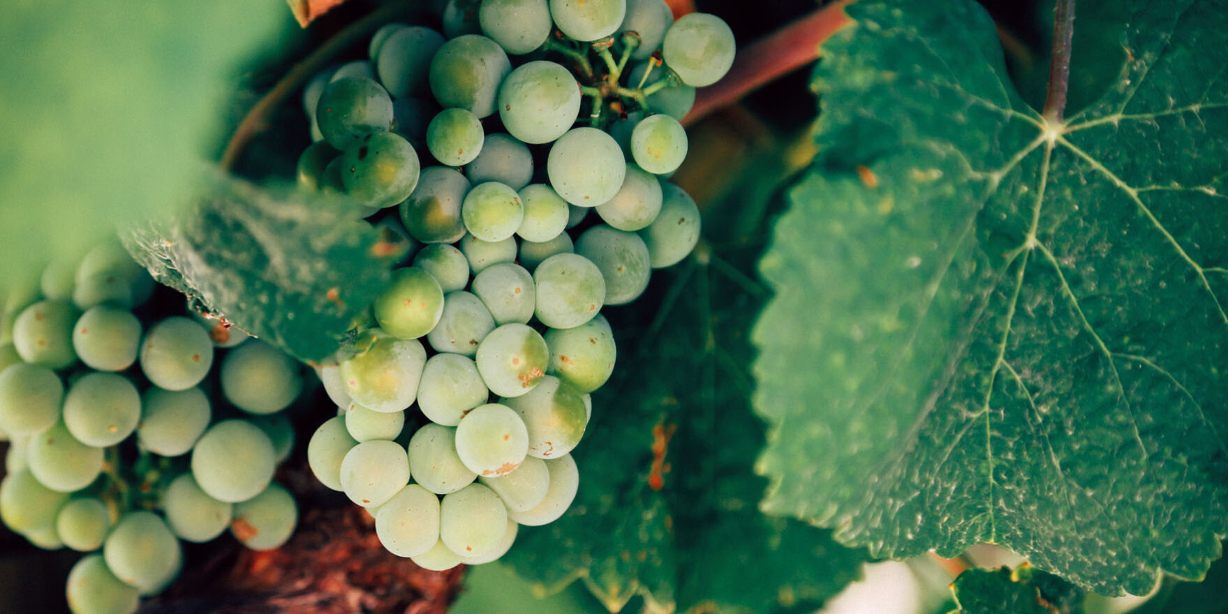 Vini green: ma quali sono le differenze?