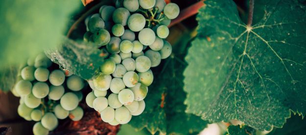 Vini green Vini green: ma quali sono le differenze?