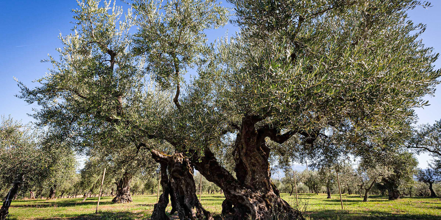 Frantoi Aperti in Umbria