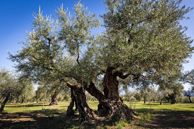 Frantoi Aperti in Umbria