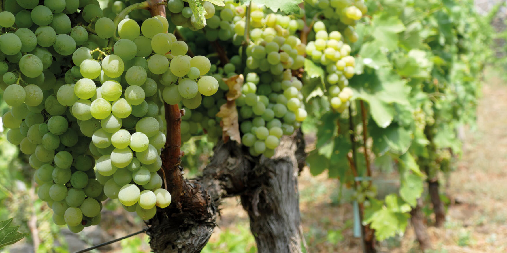 Vini dell’Etna Vini dell'Etna
