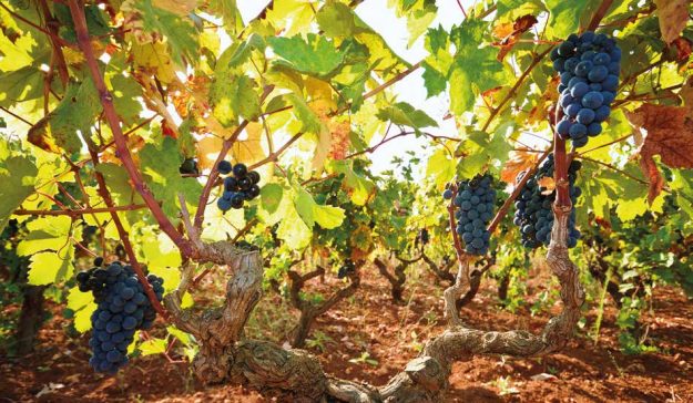 nardo corretto5 nardo corretto5