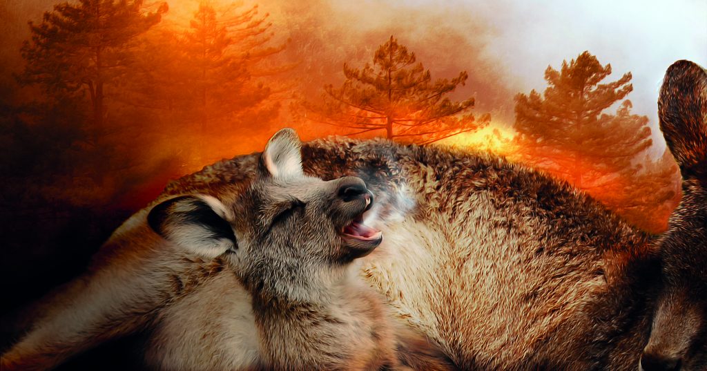 incendi in australia