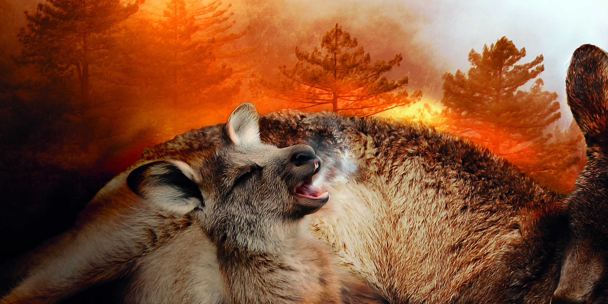 incendi in australia