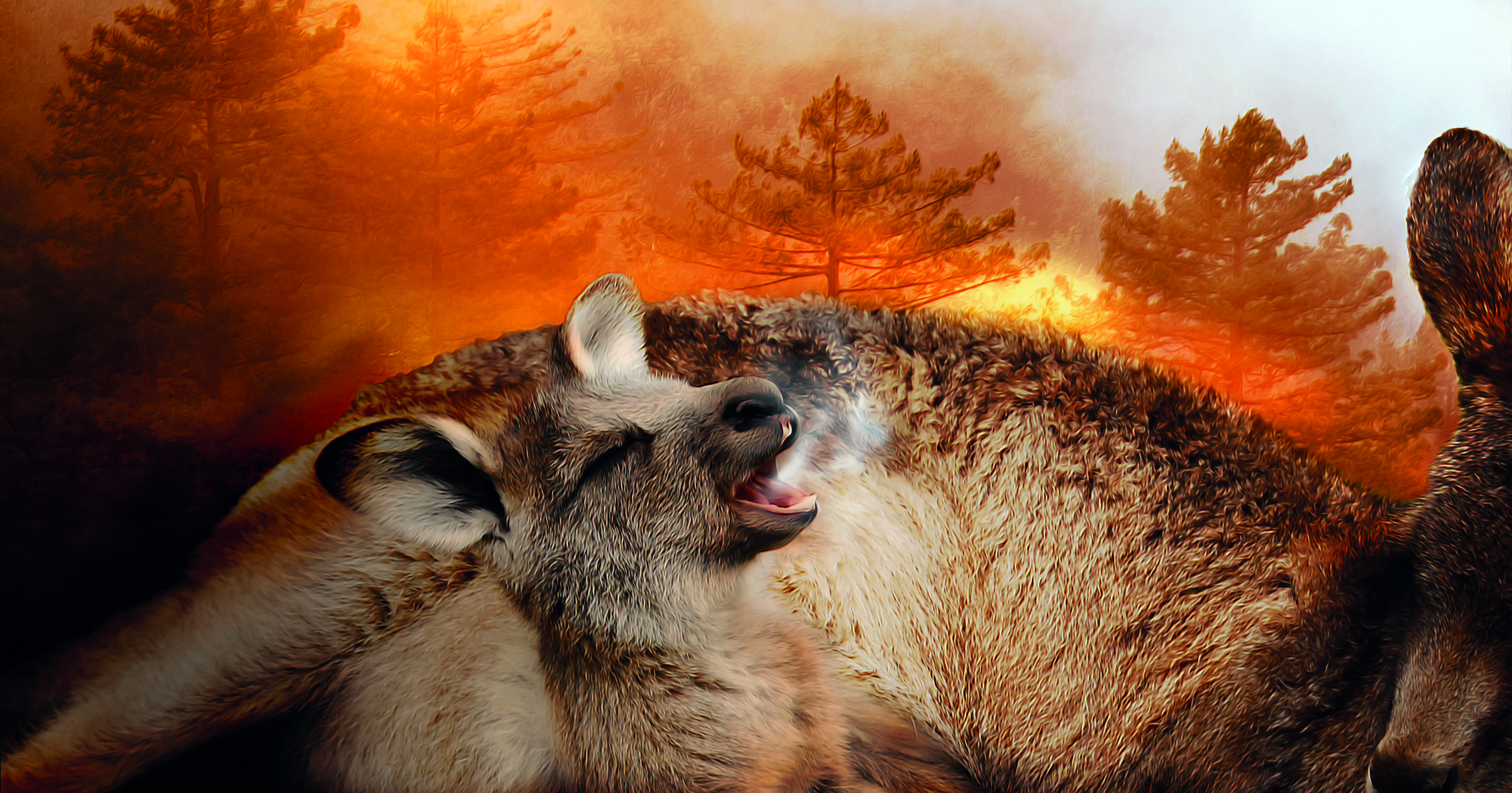 incendi in australia