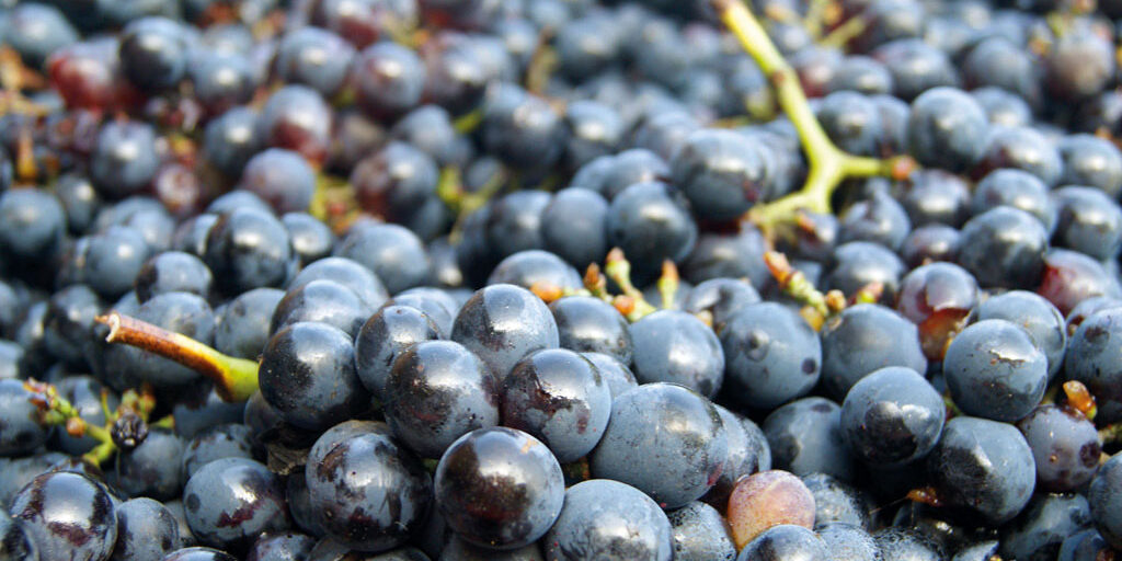 Nìuru - Il Negroamaro, principe di Nardò