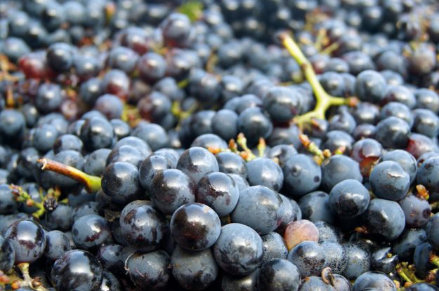 Nìuru - Il Negroamaro, principe di Nardò