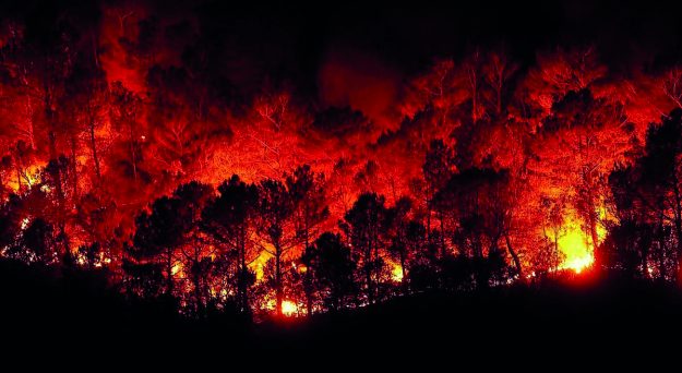 incendio biodiversità