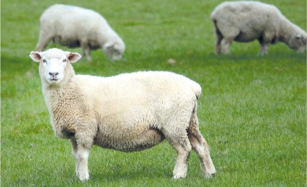 Weganool: l'alternativa vegana alla lana