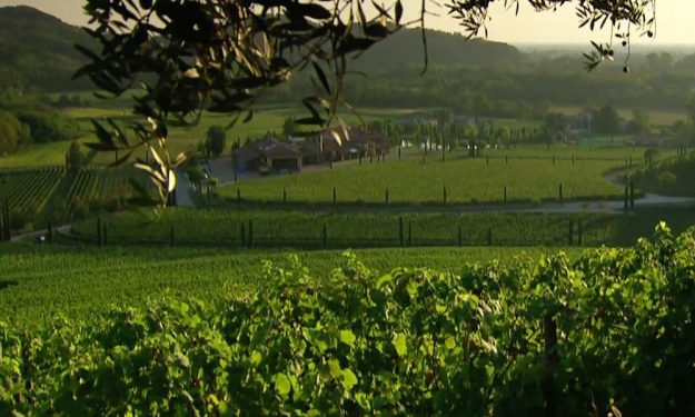 Tenuta Jermann in Friuli Venezia Giulia