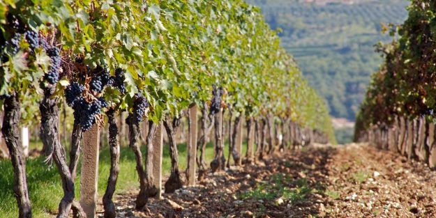 Casa Vinicola Botter acquisita da Clessidra