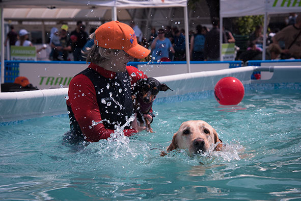 aquadog-2