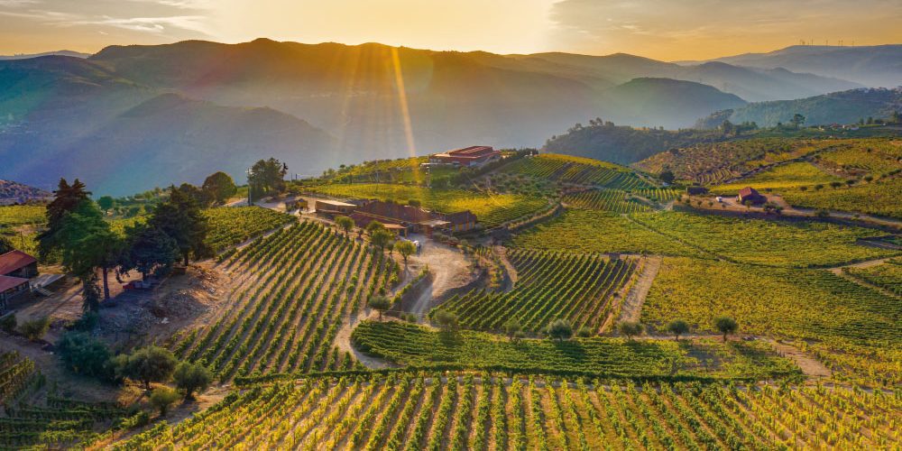 Azienda vinicola. Come sopravviverà il settore del vino?