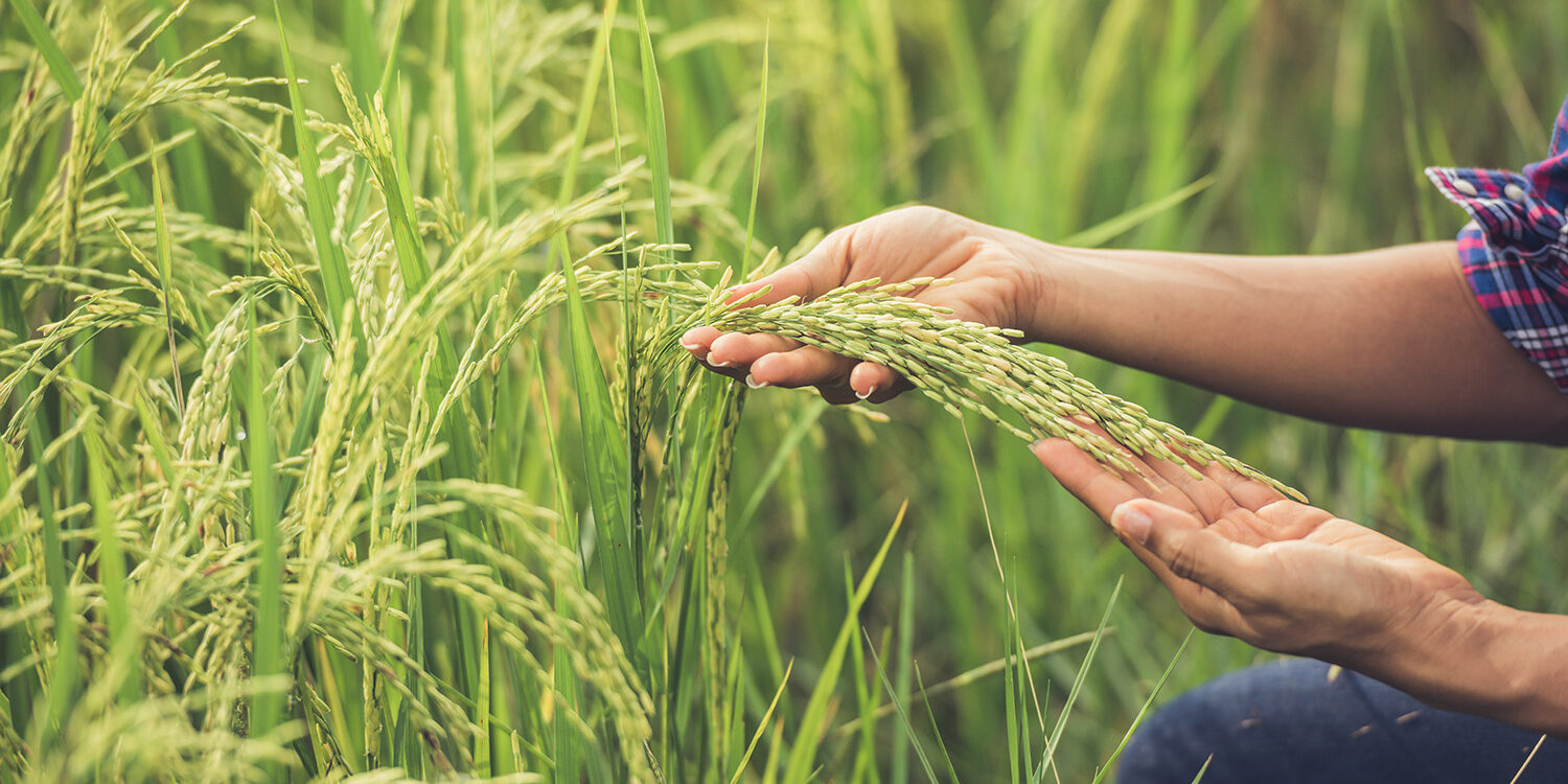 Sì all'esportazione del riso italiano in Cina