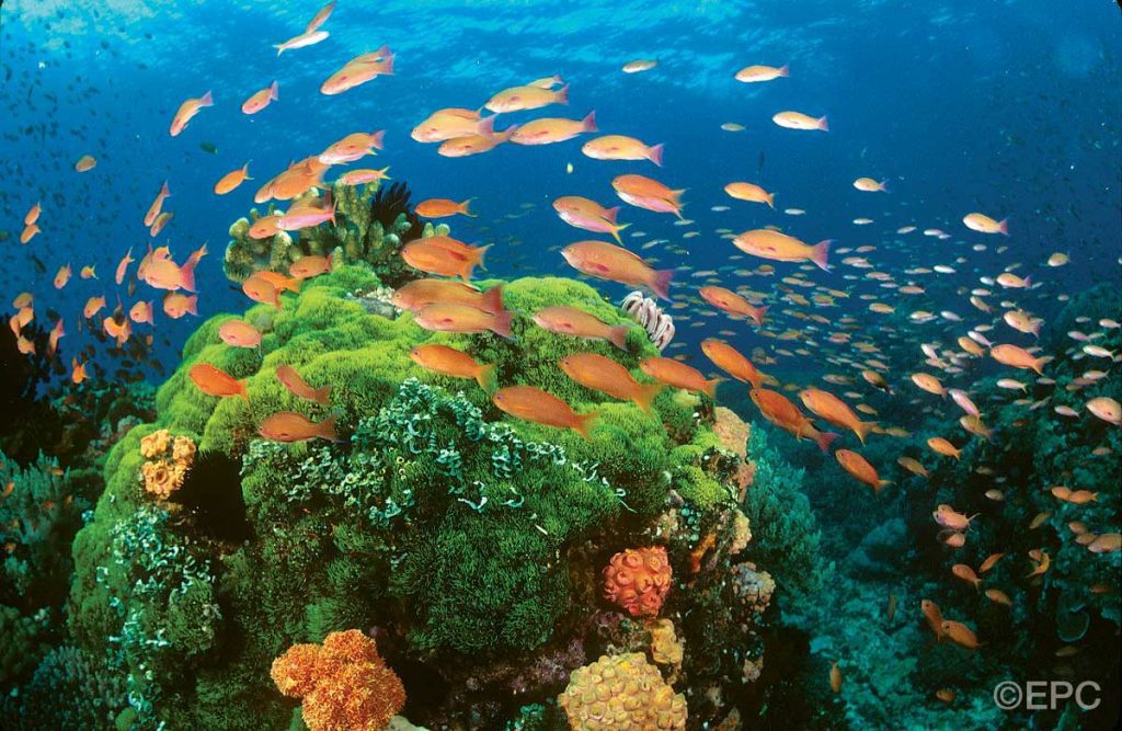 Filippine: pesci e barriera corallina