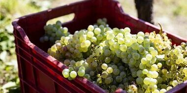 vendemmia 2021jpg vendemmia 2021jpg
